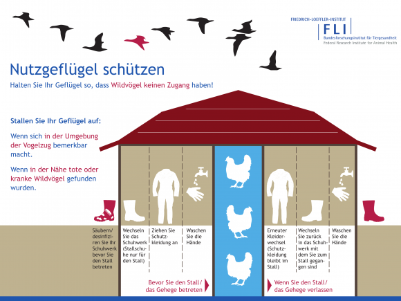 Grafik zum Schutz von Nutzgeflügel / Friedrich-Löffler-Institut